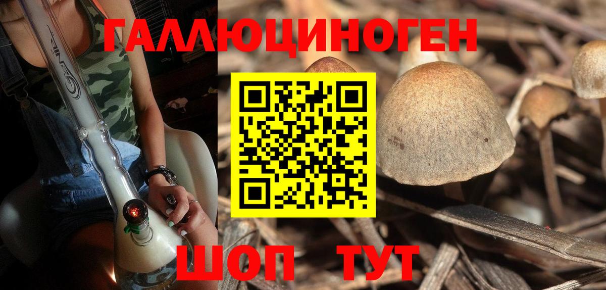 Галлюциногенные грибы Psilocybe Зеленогорск